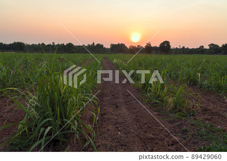 Sugarcane field at sunset. sugarcane is a grass of poaceae family. it taste sweet and good for health. Well known as tebu in malaysia Sugarcane field at sunset. sugarcane is a grass of poaceae family. it taste sweet and good for health. Well known as tebu in malaysia 89429060