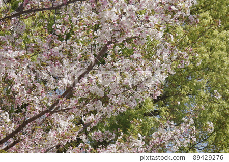 Scenery of the park where cherry blossoms bloom in spring Scenery of the park where cherry blossoms bloom in spring 89429276