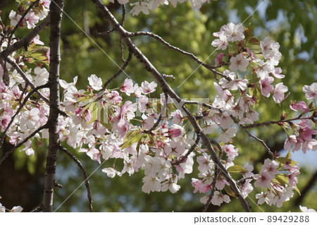 Scenery of the park where cherry blossoms bloom in spring Scenery of the park where cherry blossoms bloom in spring 89429288