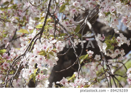 Scenery of the park where cherry blossoms bloom in spring 89429289