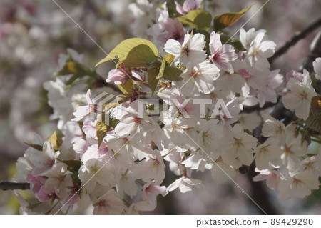 Scenery of the park where cherry blossoms bloom in spring Scenery of the park where cherry blossoms bloom in spring 89429290