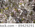 Scenery of the park where cherry blossoms bloom in spring 89429291