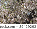 Scenery of the park where cherry blossoms bloom in spring 89429292