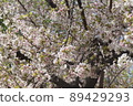 Scenery of the park where cherry blossoms bloom in spring 89429293