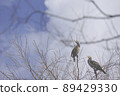 Landscape with a feeling of air 89429330