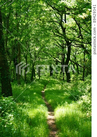 3364 光沼生物群落 89429341