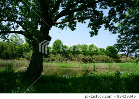 3358 Mitsumatanuma Biotope 3358 Mitsumatanuma Biotope 89429349