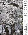 Scenery of the park where cherry blossoms bloom in spring 89429362