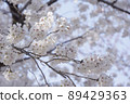 Scenery of the park where cherry blossoms bloom in spring 89429363