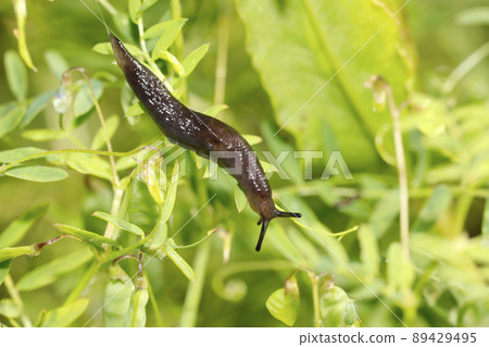 Yamakoura slug 89429495