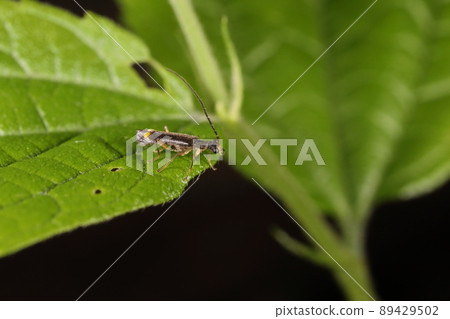 Creatures, insects, black soldier beetles, small soldier beetles with a body length of about 4 mm. Insects that you rarely meet 89429502