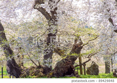 Ishibe cherry blossoms in full bloom, Fukushima Prefecture Ishibe cherry blossoms in full bloom, Fukushima Prefecture 89429848