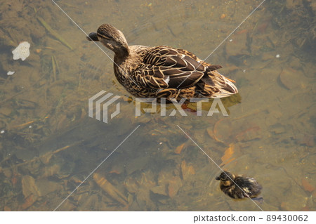 Parent and child of duck 89430062