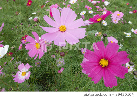 Autumn cherry field image 89430104