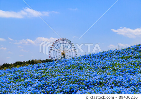 Ferris wheel and nemophila field in full bloom 89430210