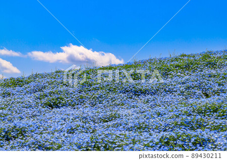 Nemophila field in full bloom 89430211
