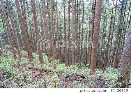 鋸嶺山路(奧多摩) 鋸嶺山路(奧多摩) 89430259