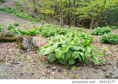 從笹澤到宗嶽山（奧多摩）的登山路 89430277