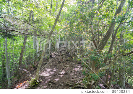 從奧多摩湖登山口到笹澤山的山路 從奧多摩湖登山口到笹澤山的山路 89430284