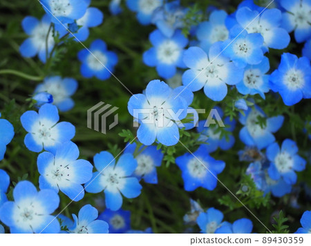 Nemophila 89430359