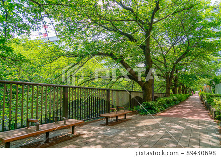 [Tokyo] Fresh green walking path along the Meguro River (May) 89430698
