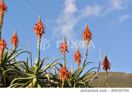 Hachijojima blooming aloe Hachijojima blooming aloe 89430704