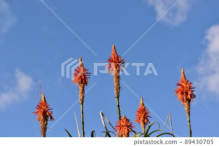 Hachijojima blooming aloe Hachijojima blooming aloe 89430705