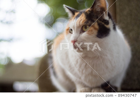 A cat living in the forest A cat living in the forest 89430747