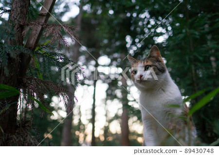 A cat living in the forest 89430748