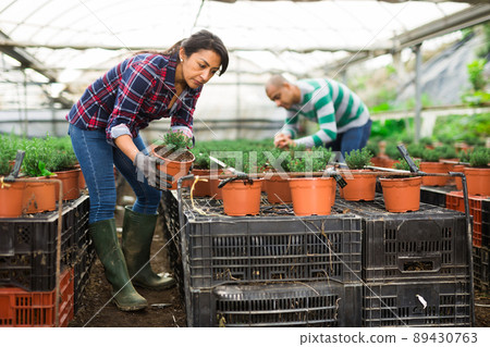Woman controlling quality of seedlings in organic glasshouse plantation 89430763