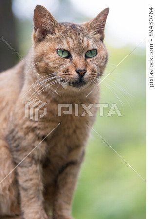A cat living in the forest A cat living in the forest 89430764