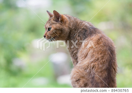 A cat living in the forest A cat living in the forest 89430765