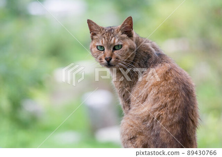 A cat living in the forest A cat living in the forest 89430766