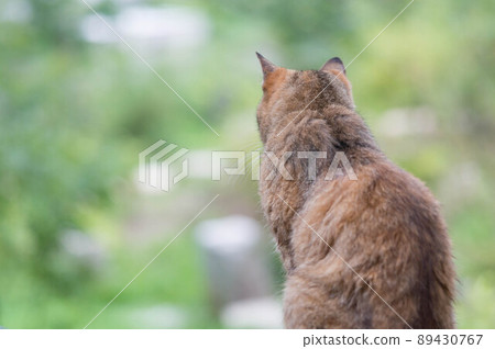 A cat living in the forest 89430767