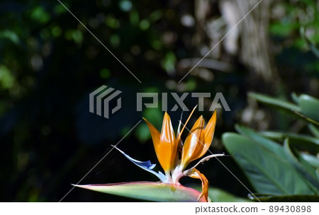 Bird of paradise 89430898