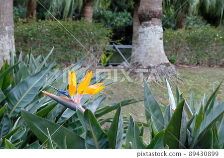 Bird of paradise Bird of paradise 89430899