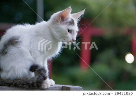 A cat living in a shrine in Kyoto 89431080
