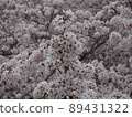 櫻花盛開 89431322