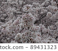 櫻花盛開 89431323