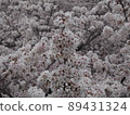 櫻花盛開 89431324