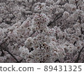 櫻花盛開 89431325