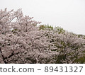 櫻花盛開 89431327