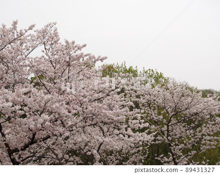 櫻花盛開 櫻花盛開 89431327