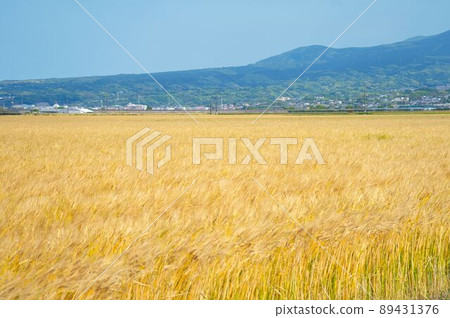 Isahaya City Reclamation (Isahaya Plain) Golden Wheat Field Stock Photos Isahaya City Reclamation (Isahaya Plain) Golden Wheat Field Stock Photos 89431376