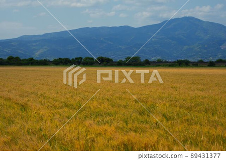 Isahaya City Reclamation (Isahaya Plain) Golden Wheat Field Stock Photos Isahaya City Reclamation (Isahaya Plain) Golden Wheat Field Stock Photos 89431377