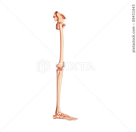 Human Pelvis with leg Skeleton side view with hip bone, thighs, foot, femur, knee, tibia. Anatomically correct 3D flat Human Pelvis with leg Skeleton side view with hip bone, thighs, foot, femur, knee, tibia. Anatomically correct 3D flat 89431843