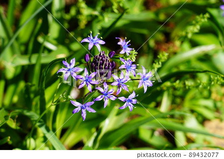 Scilla peruviana Scilla peruviana 89432077