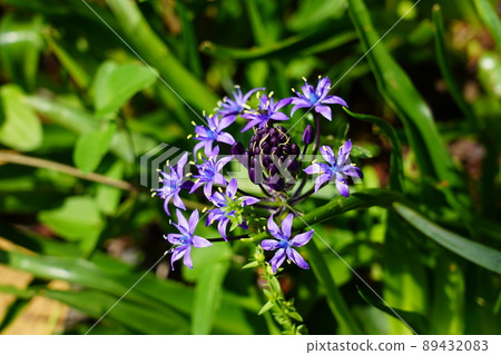 Scilla peruviana 89432083