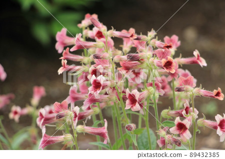 Chinese herbal medicine Rehmannia glutinosa Chinese herbal medicine Rehmannia glutinosa 89432385