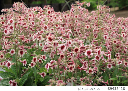 Cai Kei Cai Kei 89432418